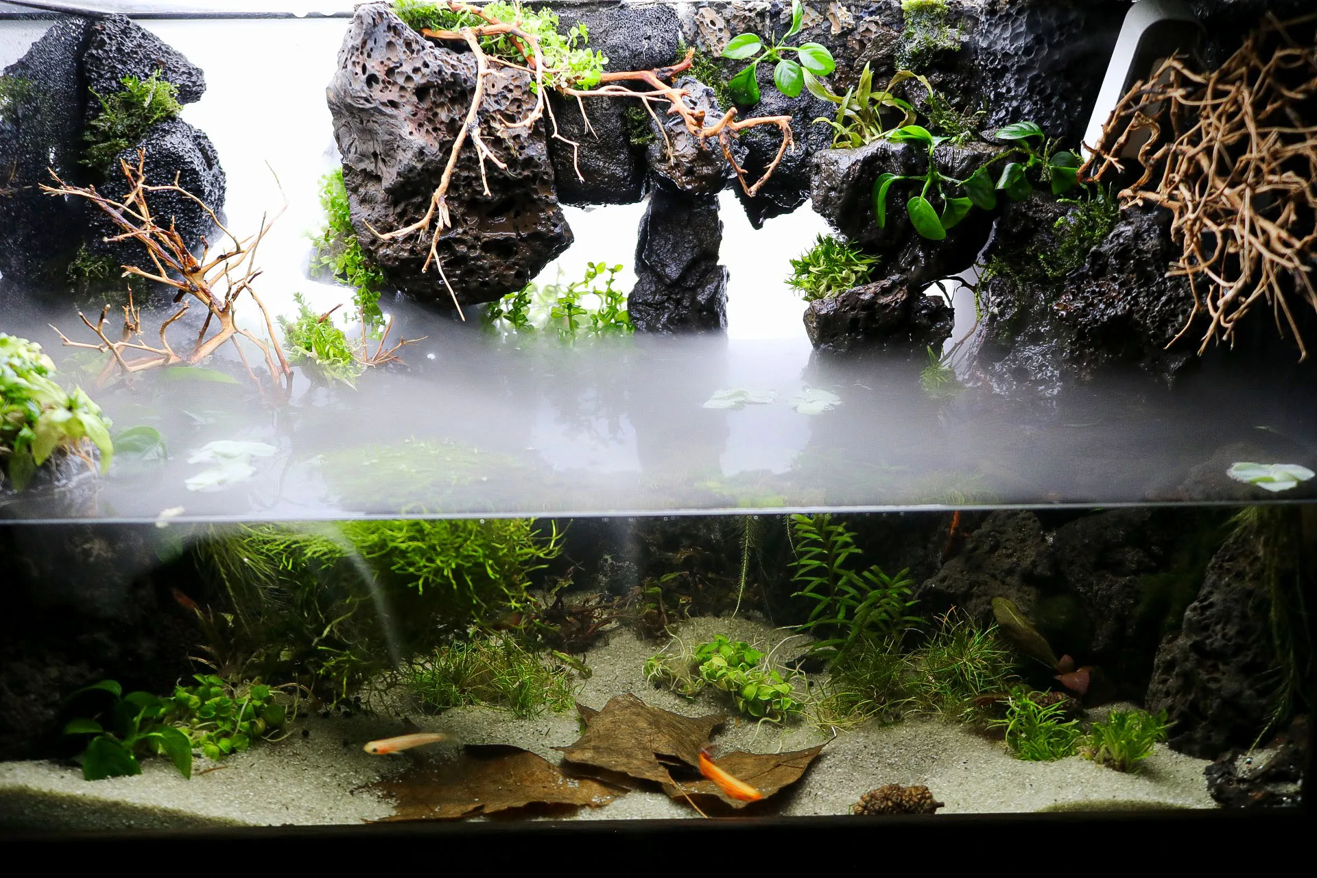 softscape paludarium