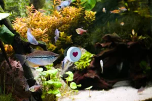 flic 2 button op aquarium